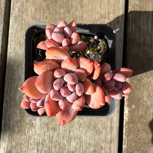 0909 Pachyveria Virgo