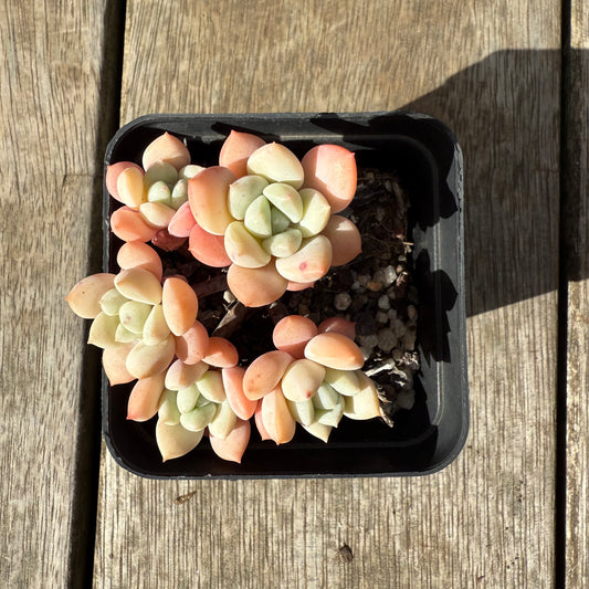 0909 Sedeveria Pudgy