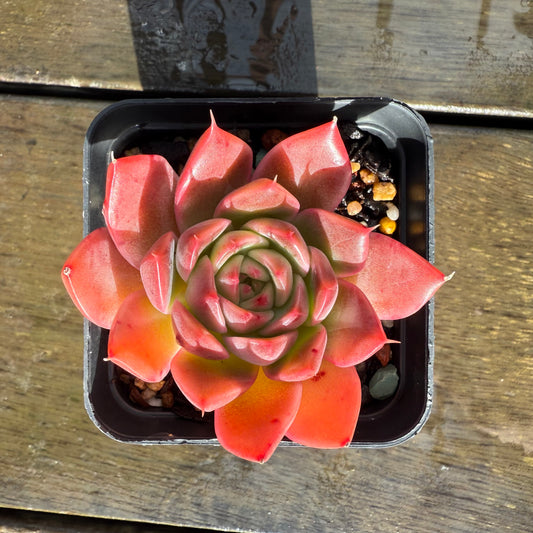 1006 Echeveria Agavoides 'Amelia'