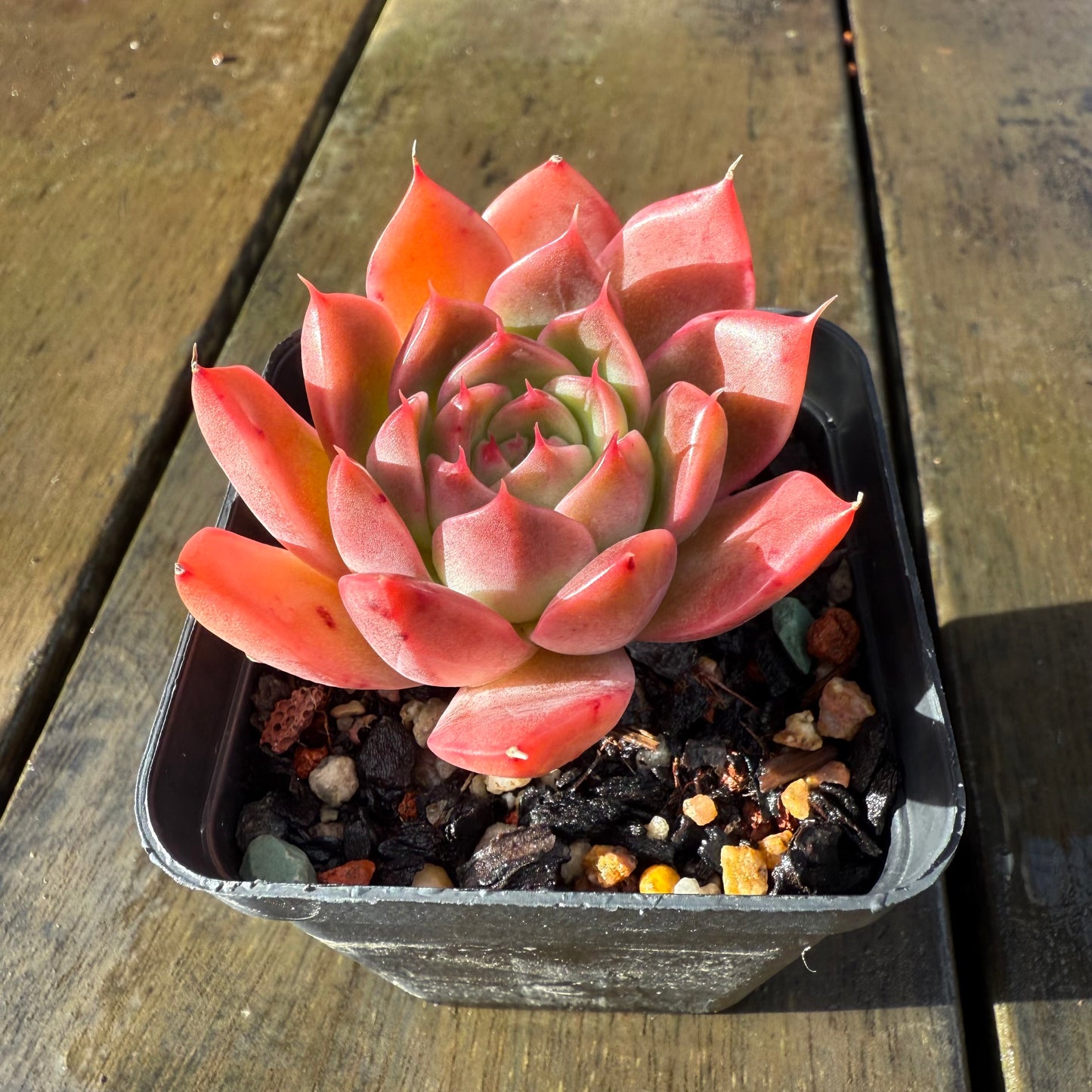 1006 Echeveria Agavoides 'Amelia'