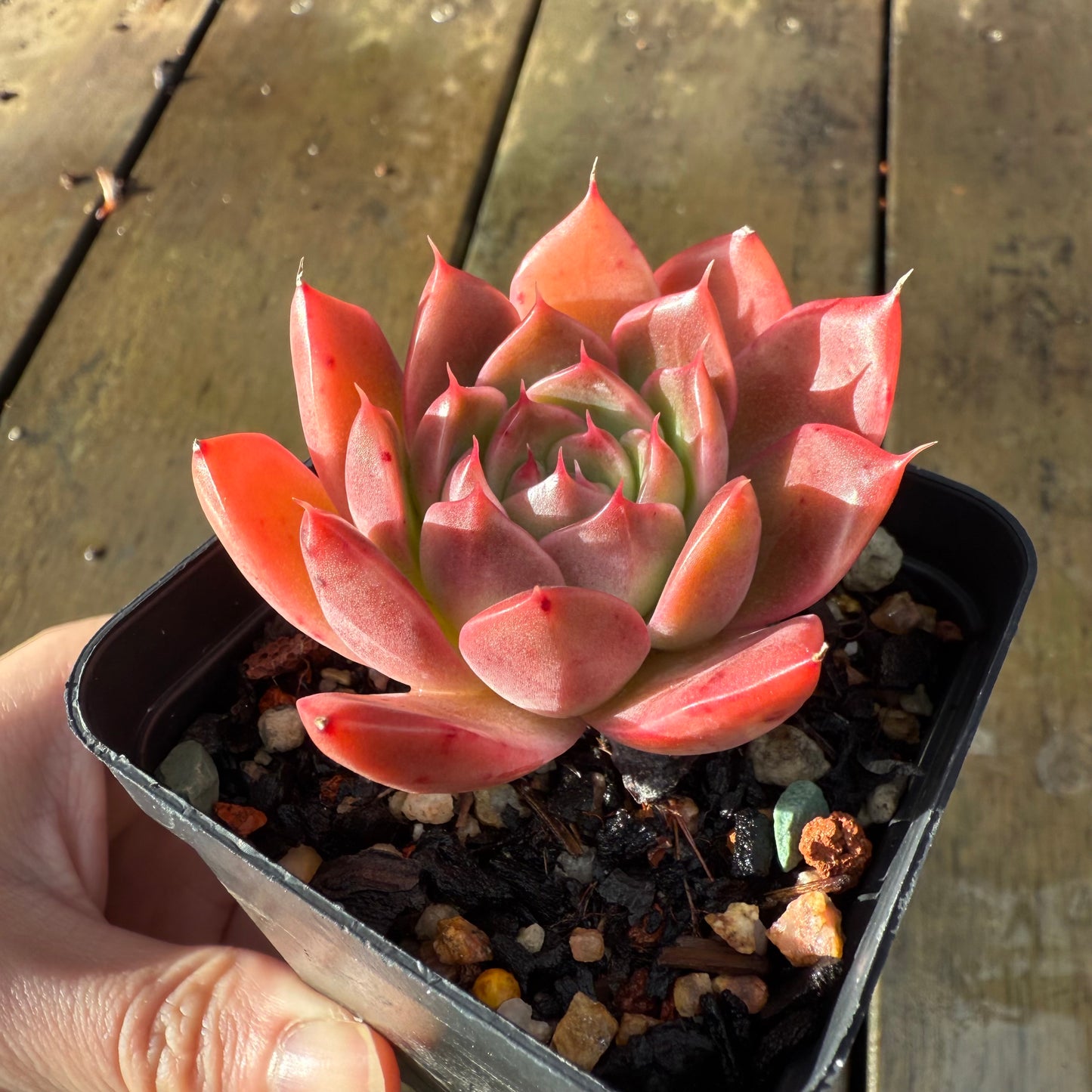 1006 Echeveria Agavoides 'Amelia'
