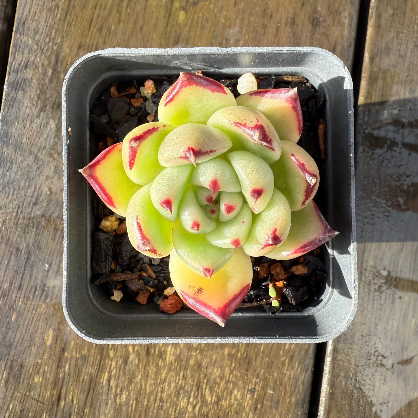 1006 Echeveria Agavoides Ebony (Fat Form)