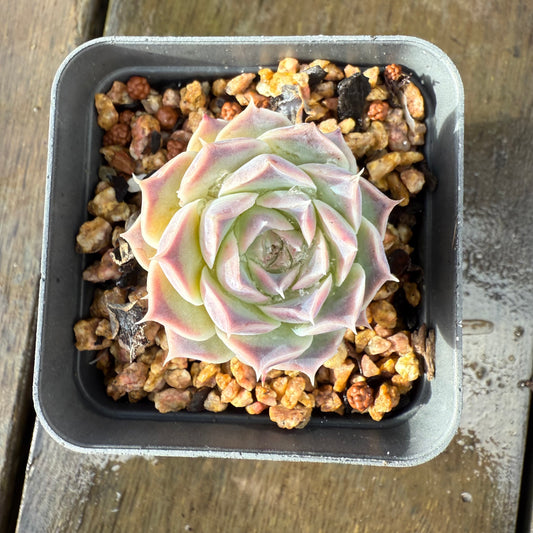 1006 Echeveria Gilo