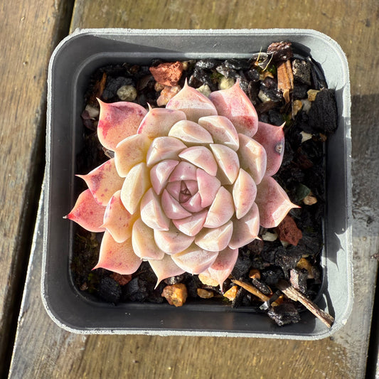 1006 Echeveria Queen 'Purple Heart'