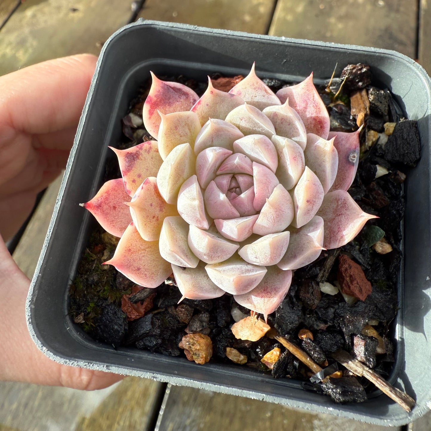 1006 Echeveria Queen 'Purple Heart'