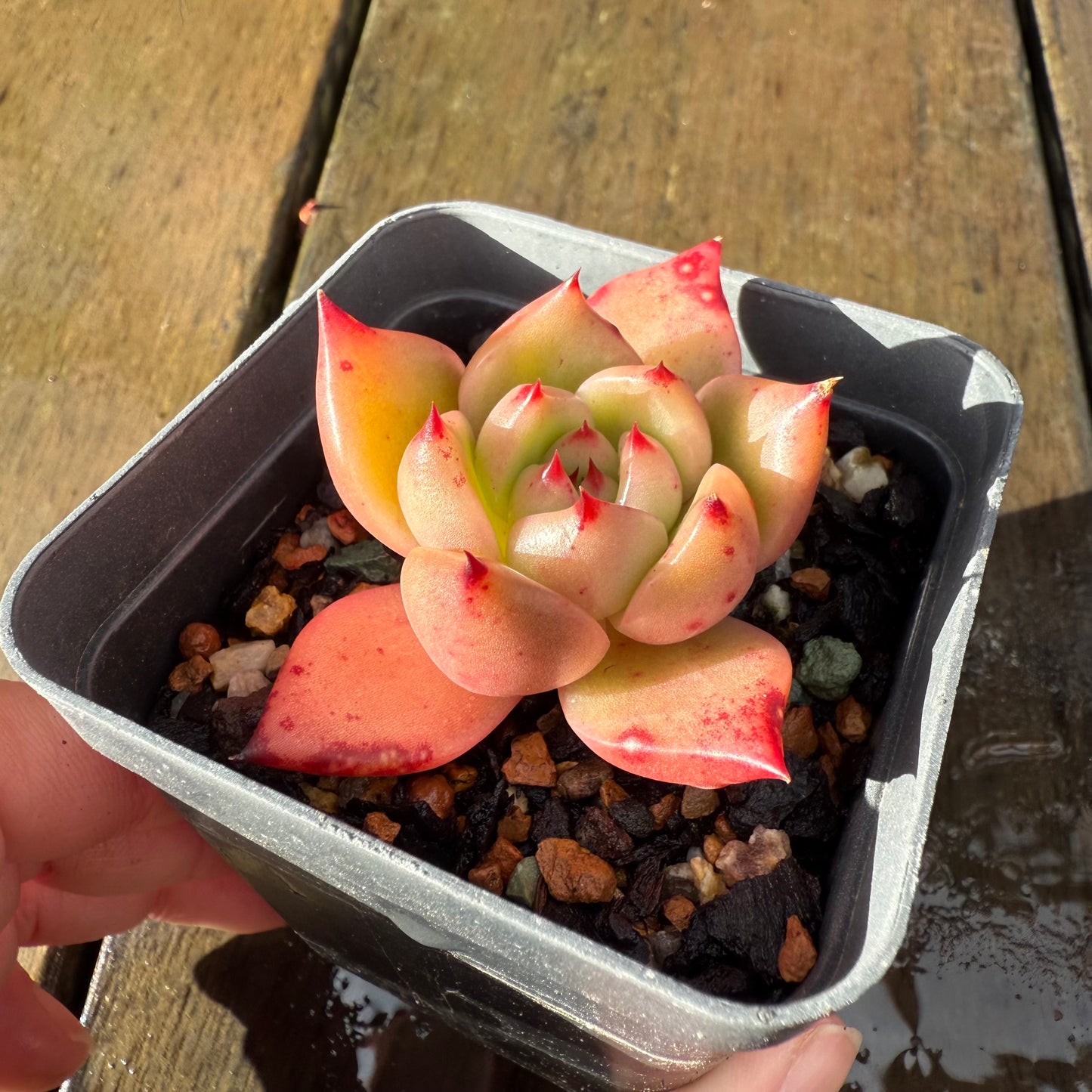 1006 Echeveria Ebony x Romeo