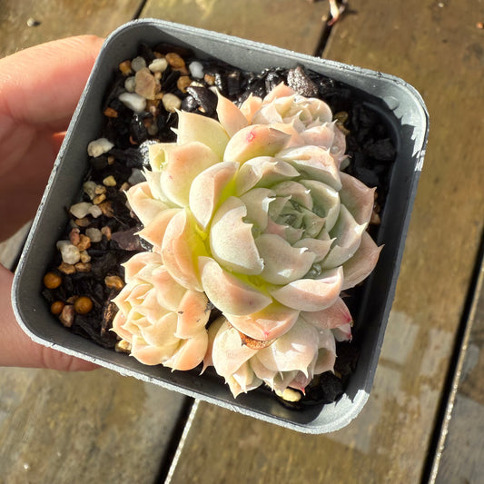 1006 Echeveria Rose Bud (Multi)