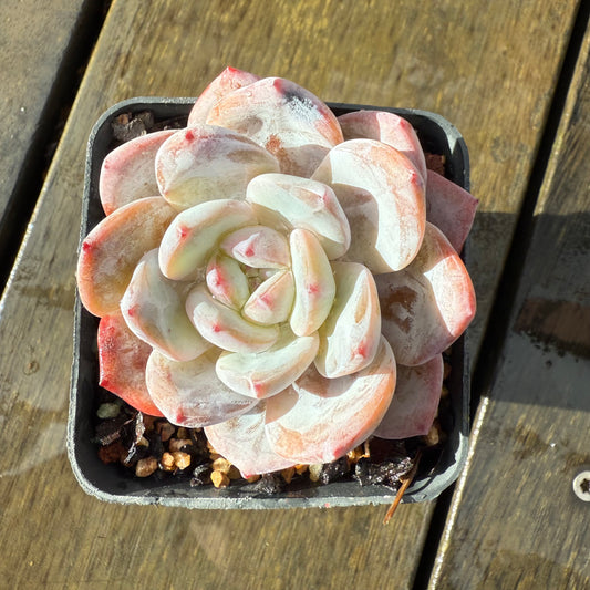 1006 Echeveria Trumso