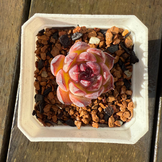 1006 Echeveria 'Blueberry'