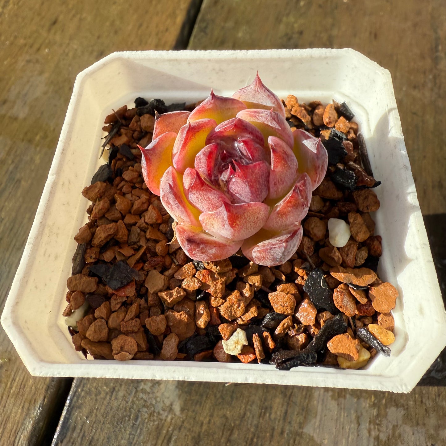 1006 Echeveria 'Blueberry'
