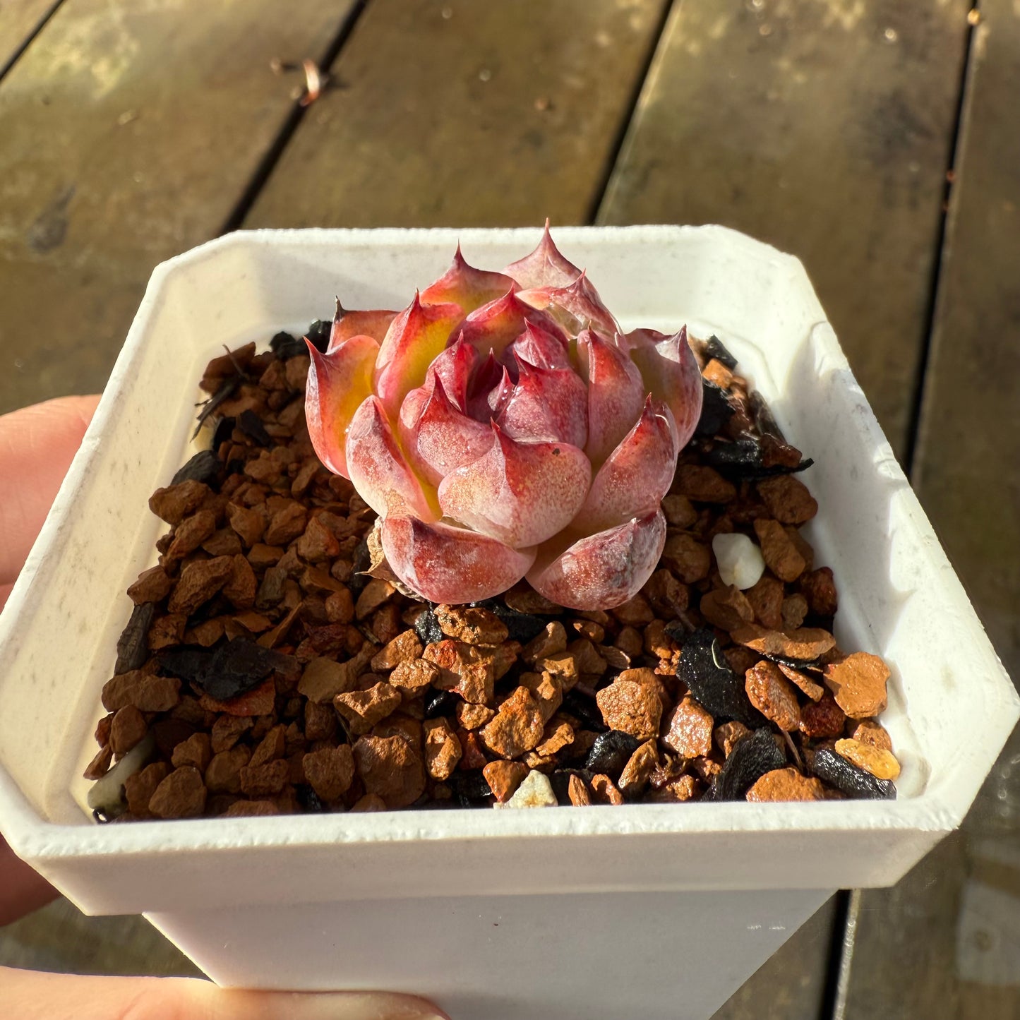 1006 Echeveria 'Blueberry'