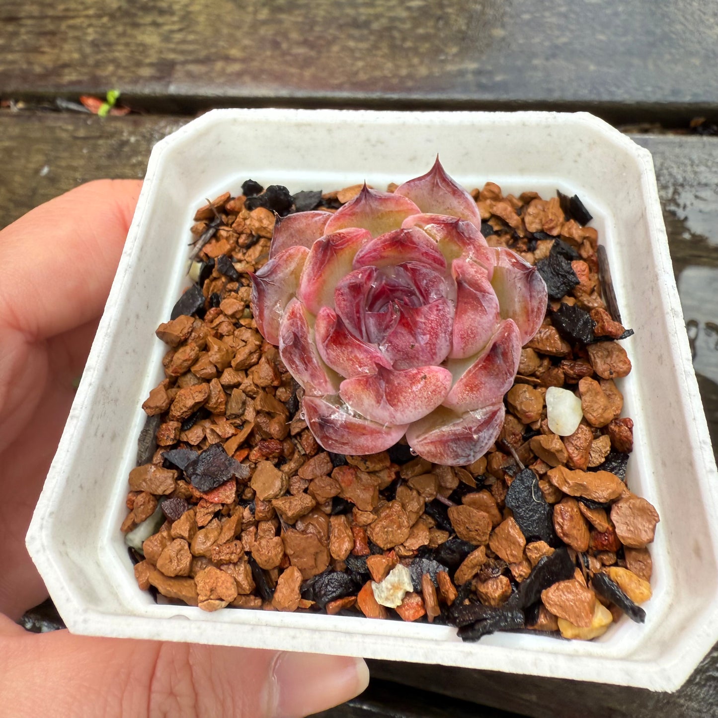 1006 Echeveria 'Blueberry'