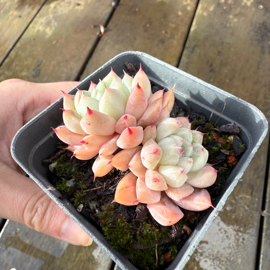 1006 Echeveria 'White King'