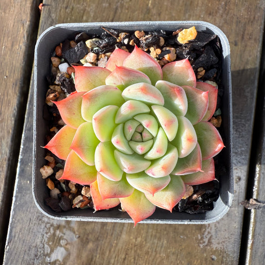 1006 Echeveria 'White Peach'