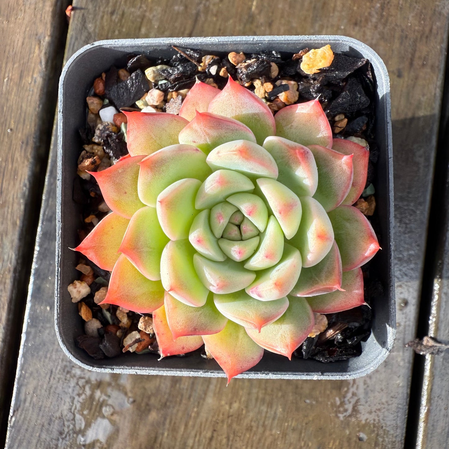 1006 Echeveria 'White Peach'