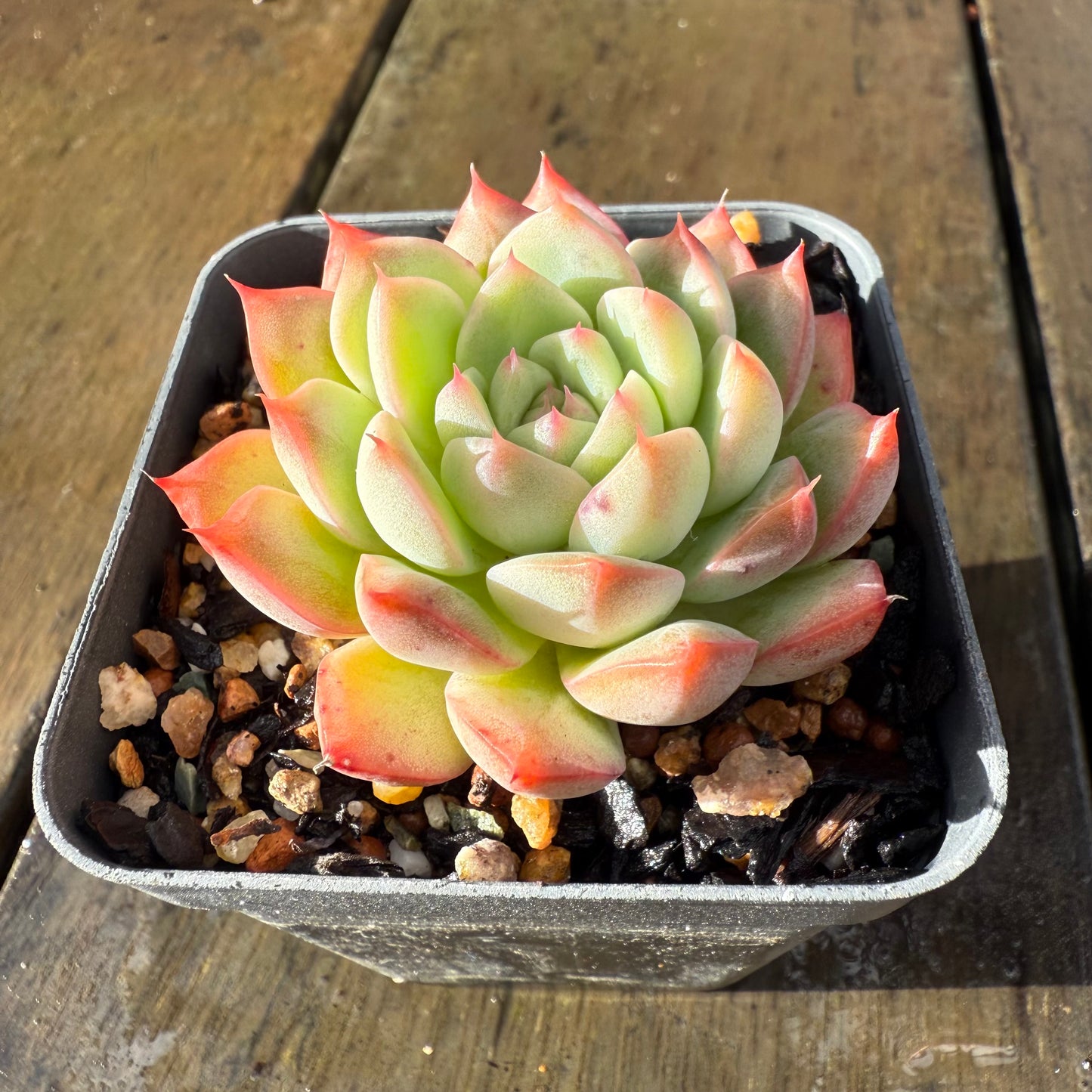 1006 Echeveria 'White Peach'
