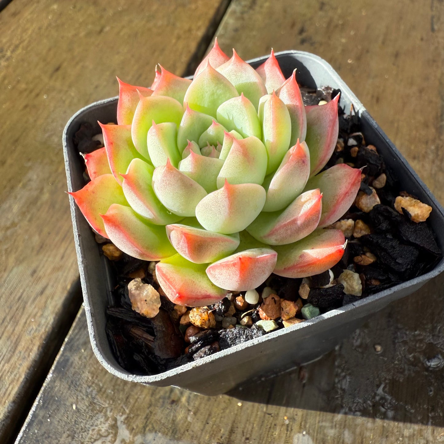1006 Echeveria 'White Peach'
