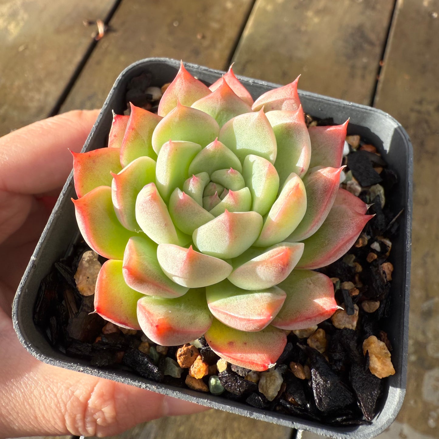 1006 Echeveria 'White Peach'