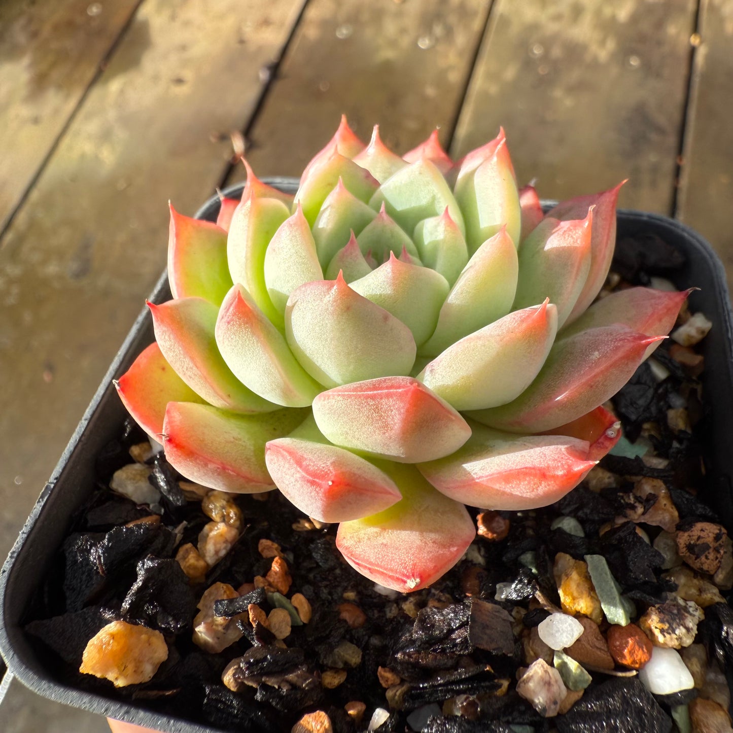 1006 Echeveria 'White Peach'