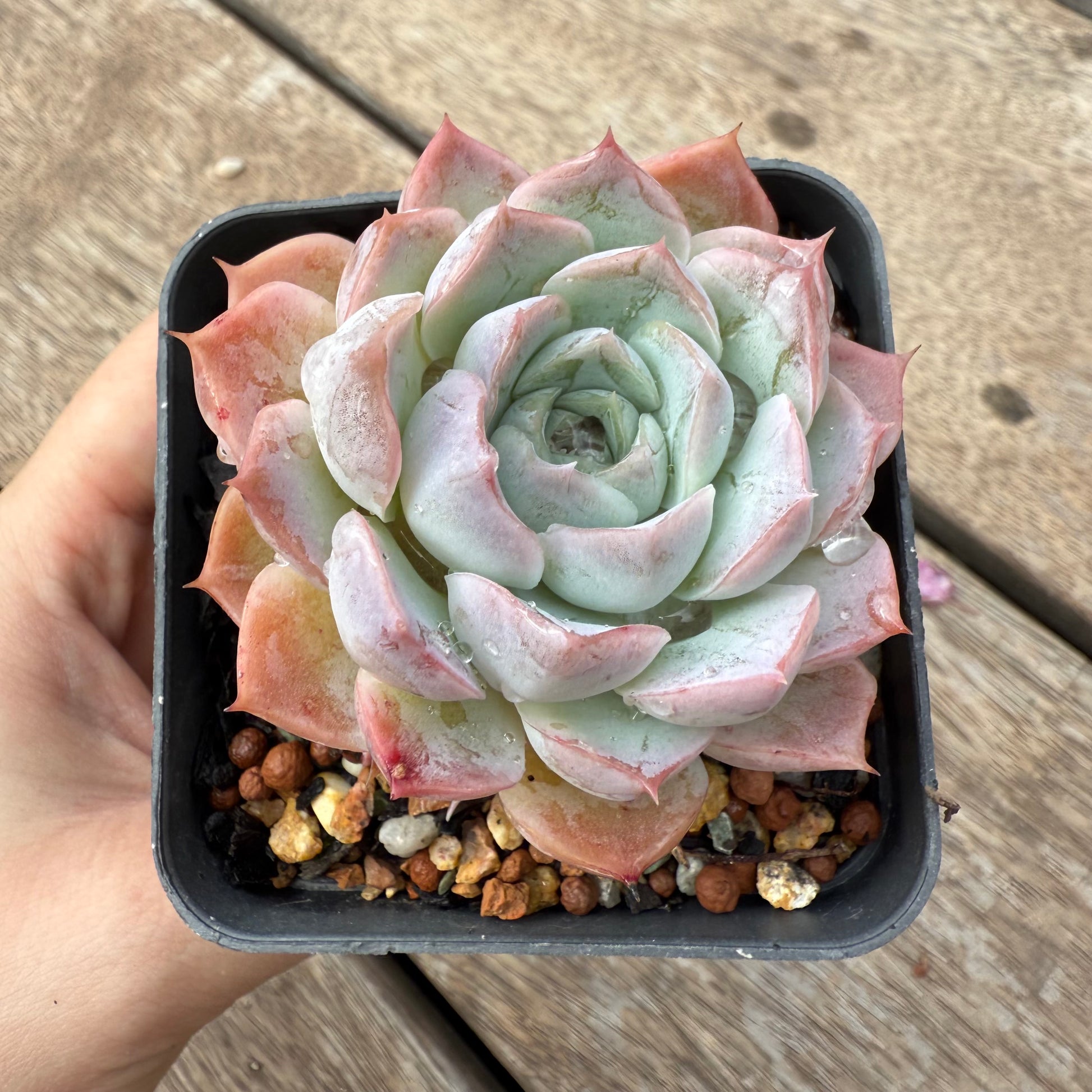 blue belle succulent 1103 Echeveria Blue Elegans – Bella Succulent Garden