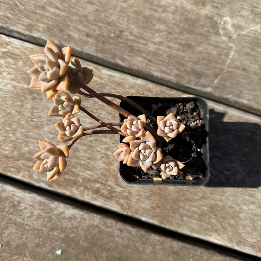 1803 Graptoveria Rose Queen