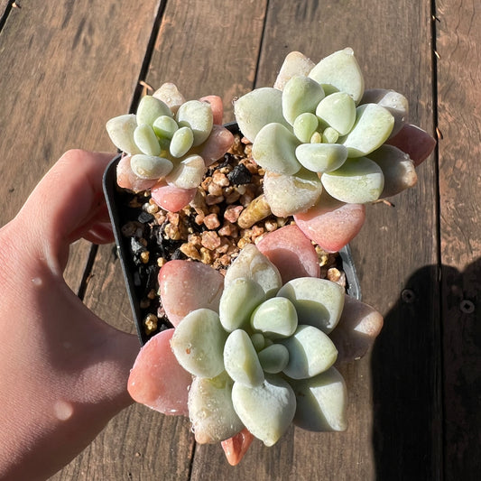1106 Pachyveria Snow Beauty (multi)