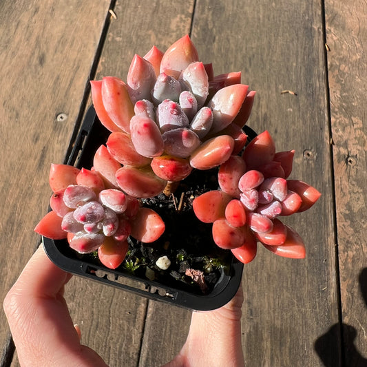 1106 Pachyveria Virgo