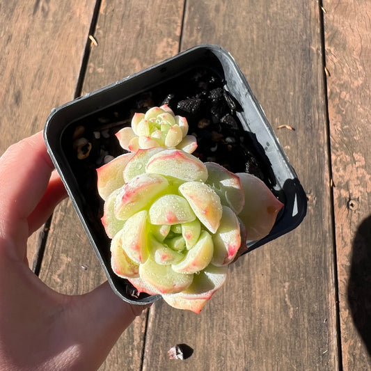 1106 Sedeveria Vanilla Bis