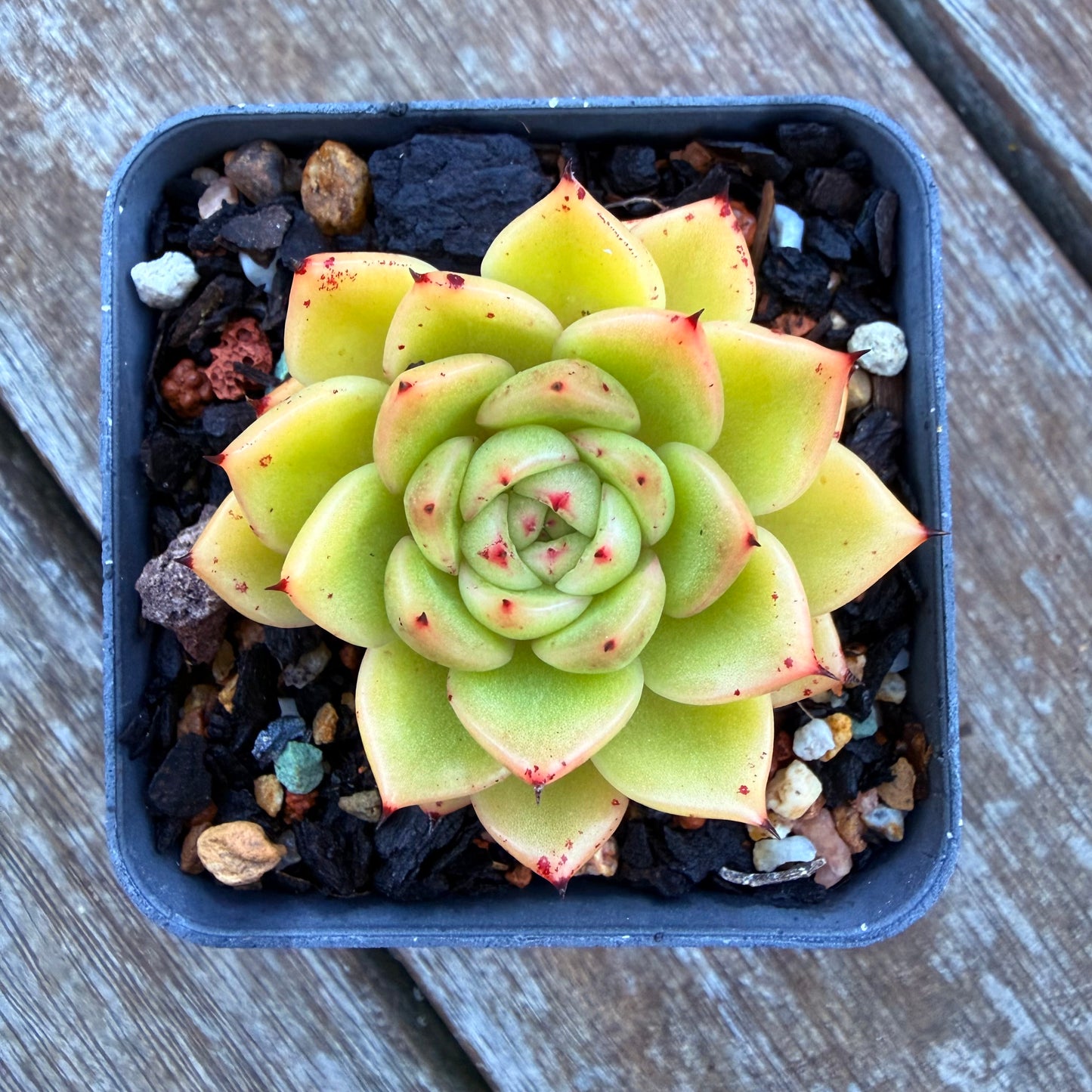 1205 Echeveria Agavoides 'Starwar'