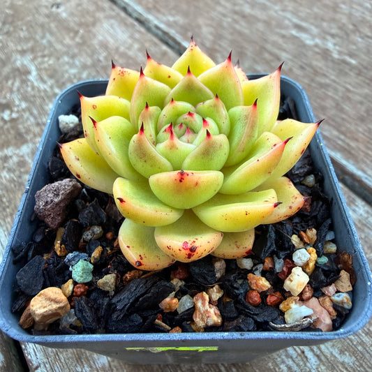 1205 Echeveria Agavoides 'Starwar'