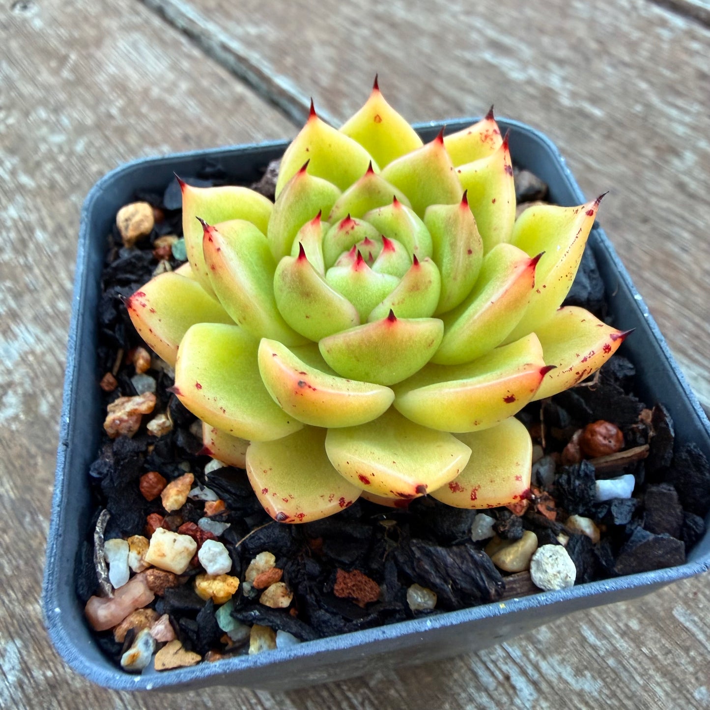 1205 Echeveria Agavoides 'Starwar'