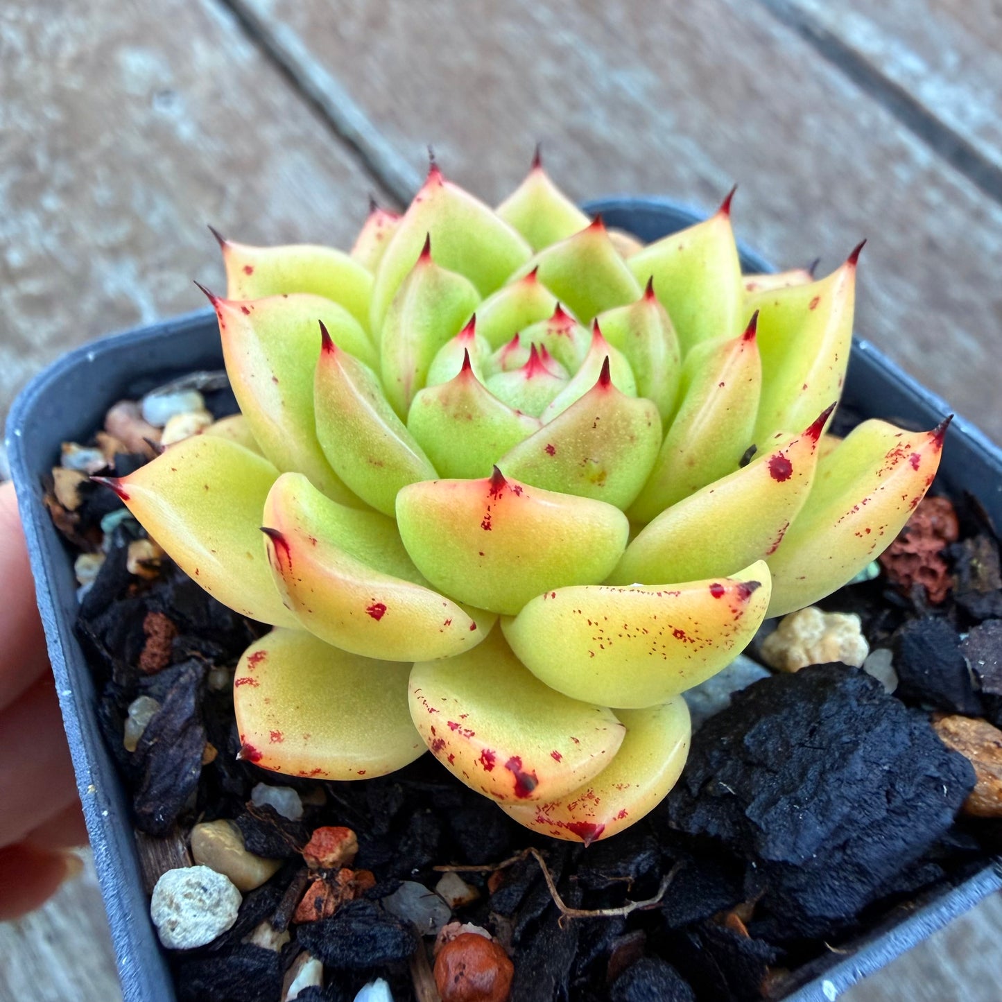 1205 Echeveria Agavoides 'Starwar'