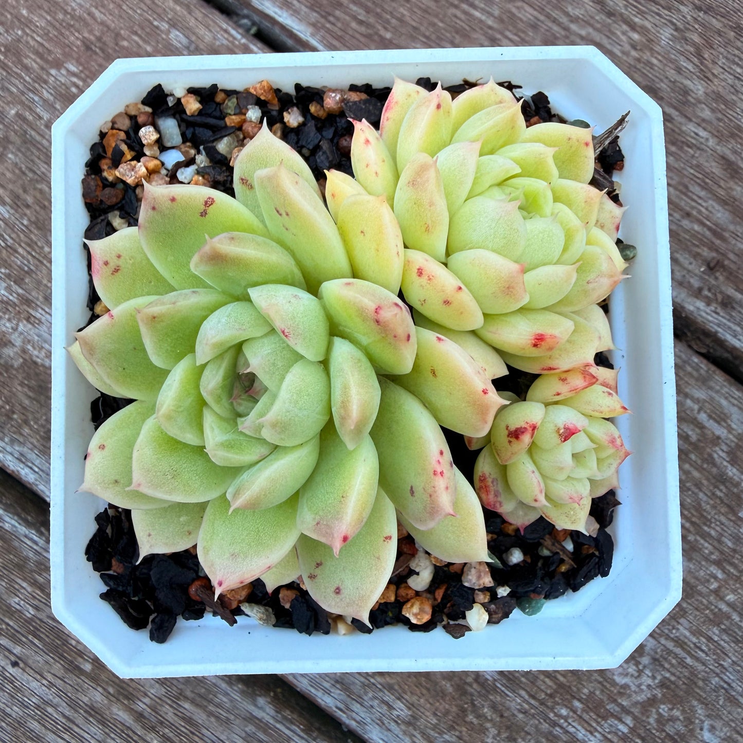 1205 麦秆 (大群)
