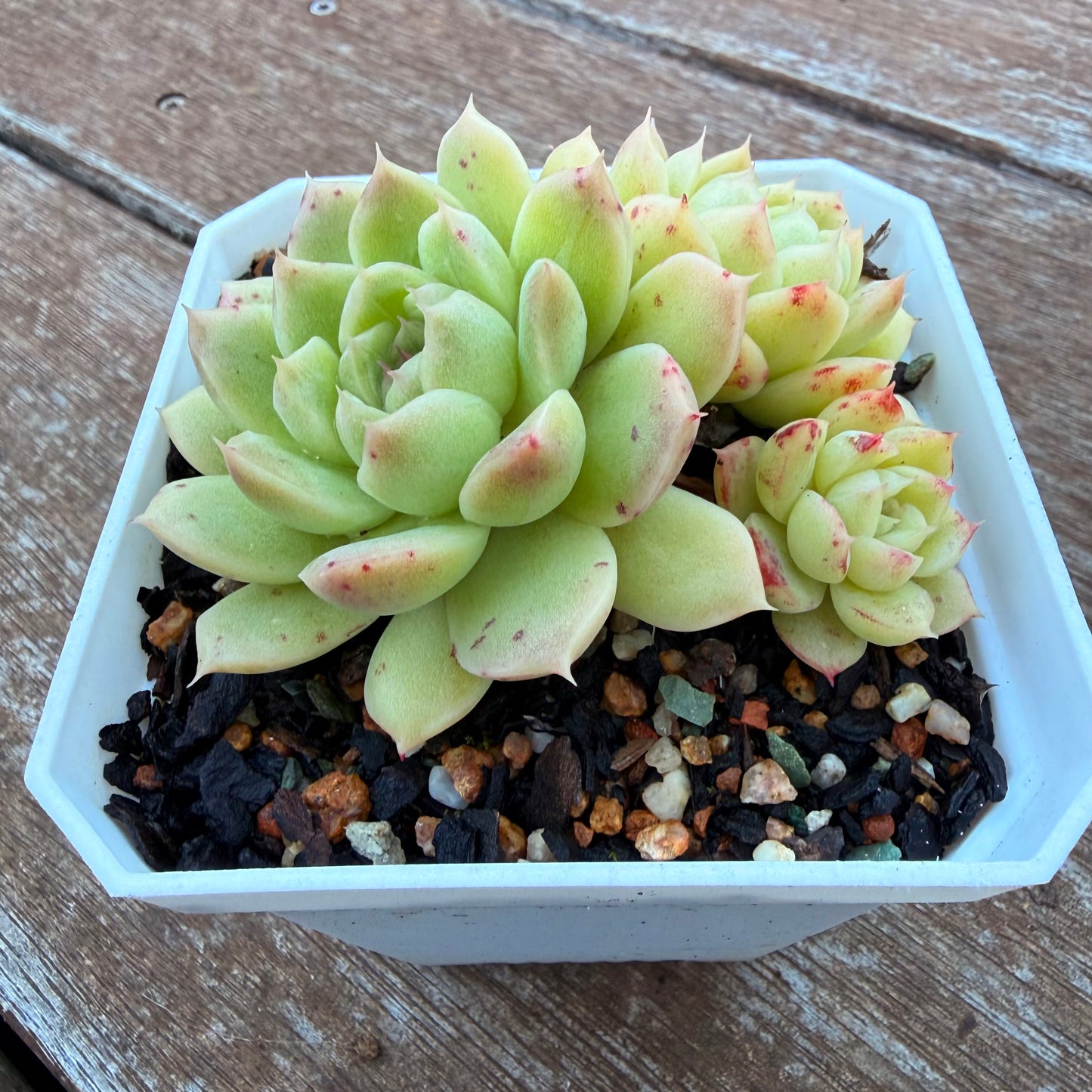 1205 麦秆 (大群)
