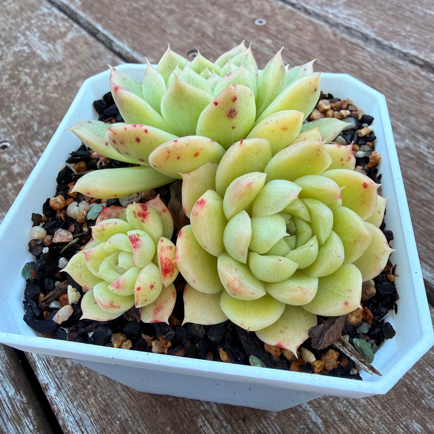 1205 麦秆 (大群)