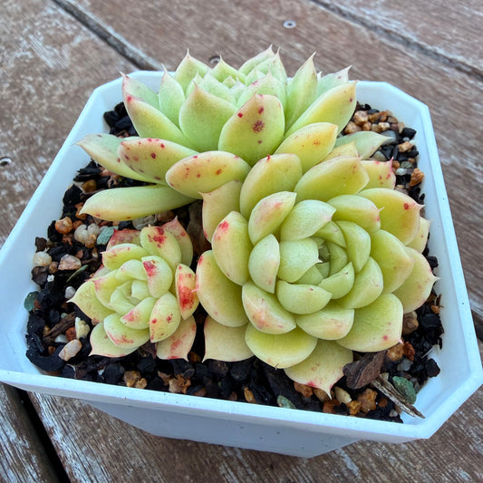 1205 Echeveria Malgan (Large Clump)
