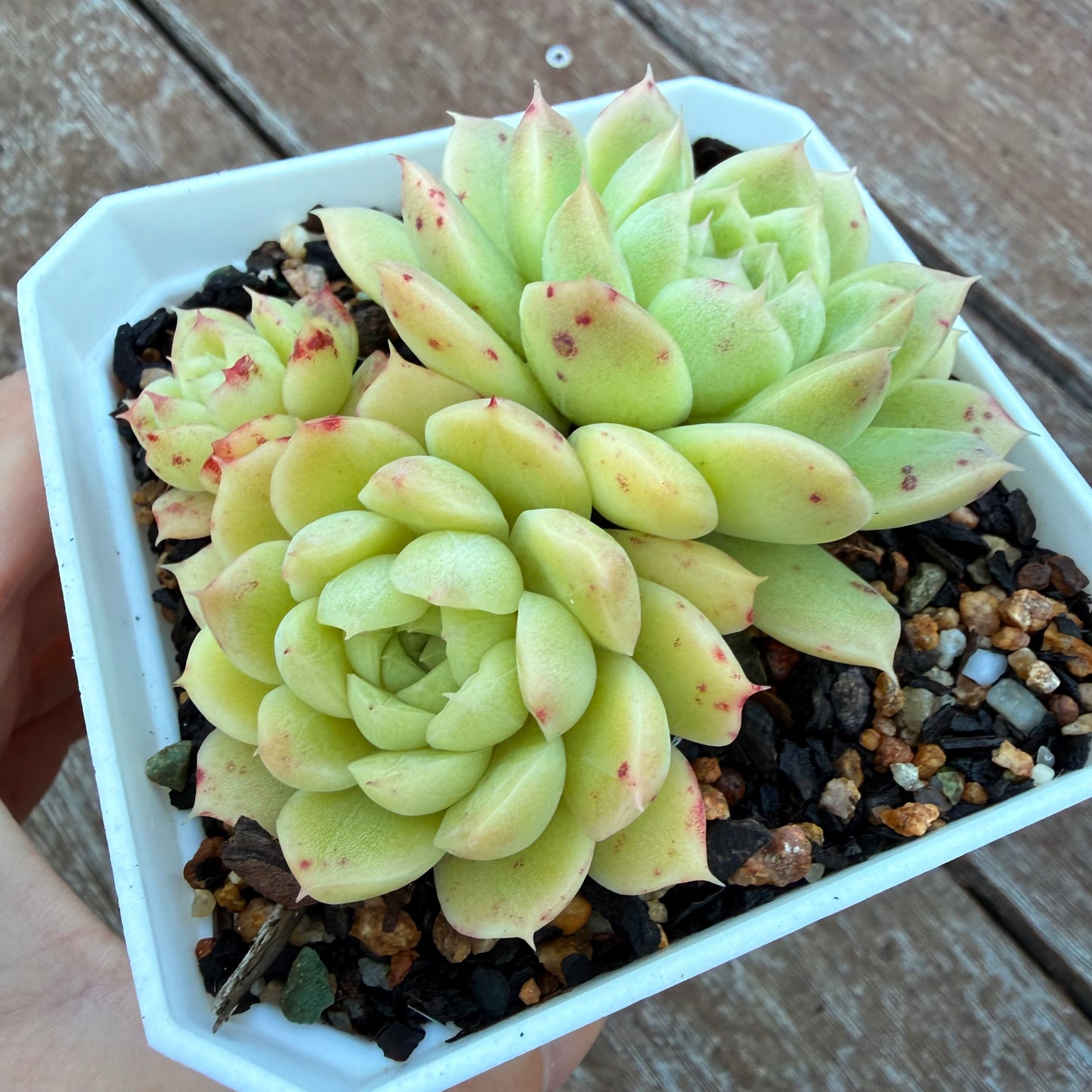 1205 麦秆 (大群)
