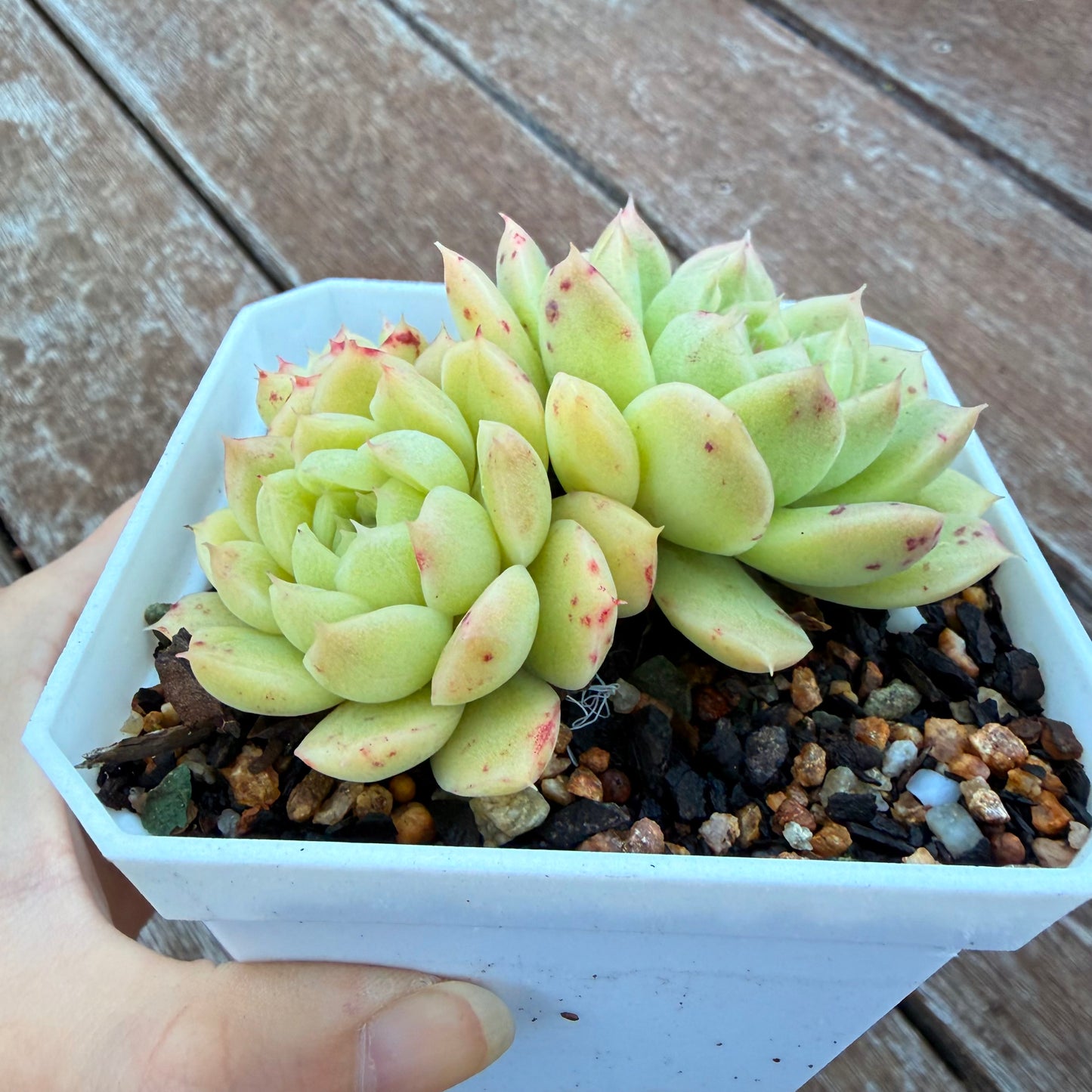 1205 麦秆 (大群)