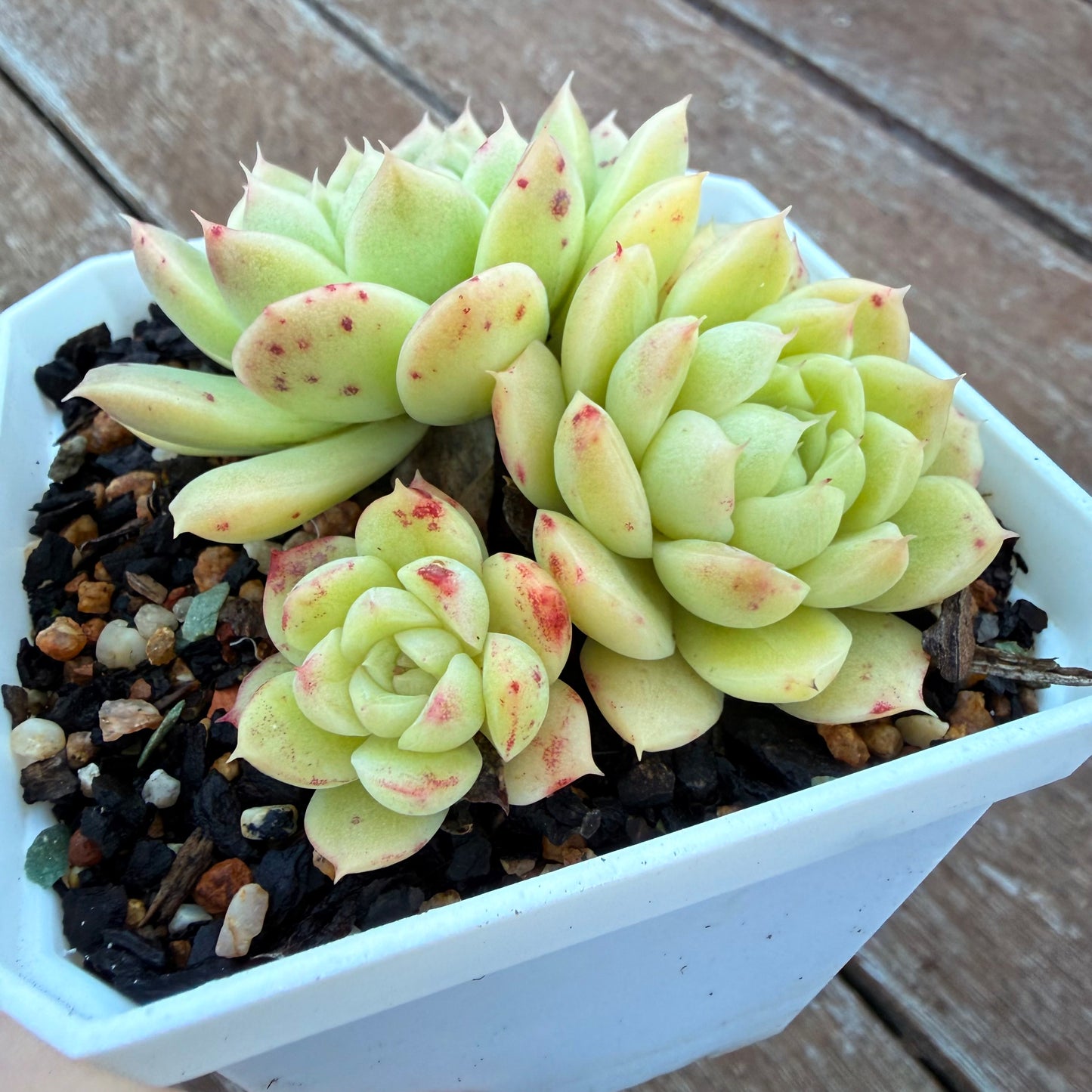 1205 麦秆 (大群)