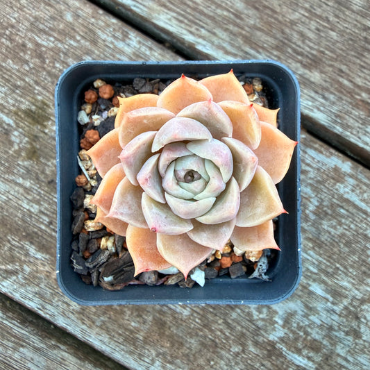 1205 Echeveria Mohican Hybrid