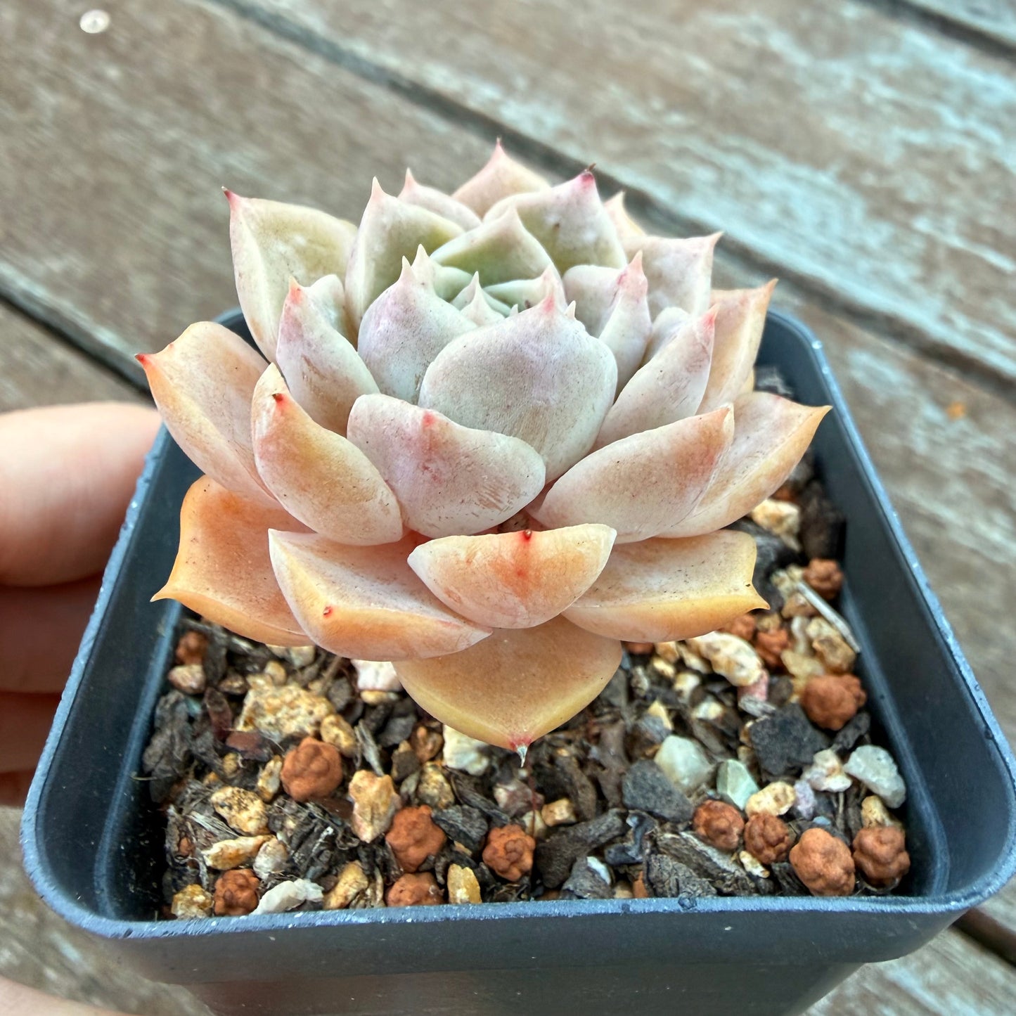 1205 莫西干人杂