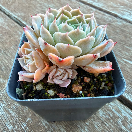 1205 Echeveria 'Love Letter'