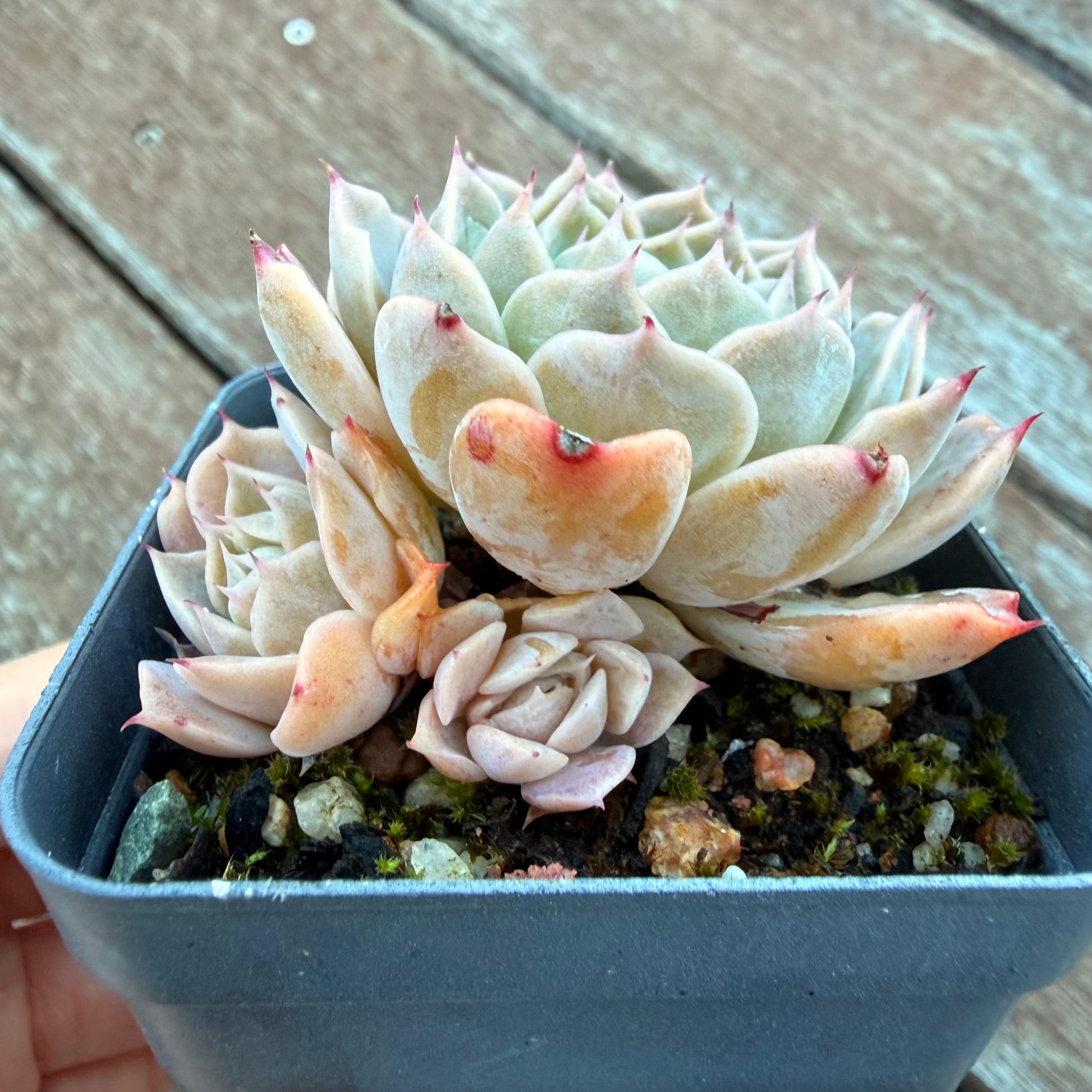 succulent plant 4 letters 1205 Echeveria 'Love Letter'
