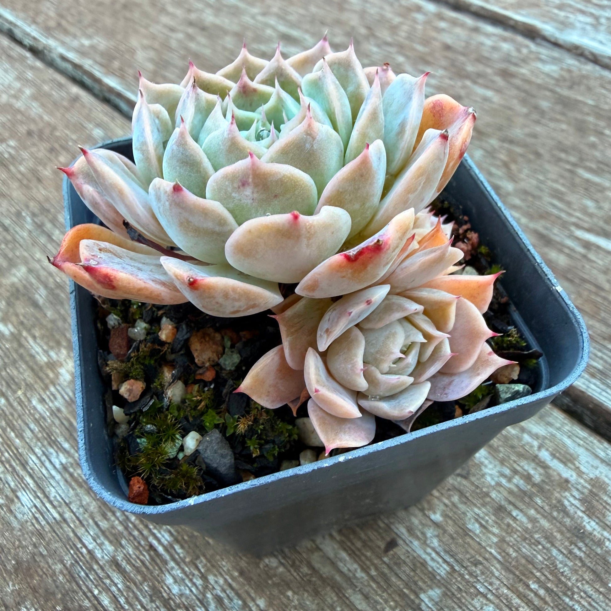 succulent plants 5 letters 1205 Echeveria 'Love Letter'