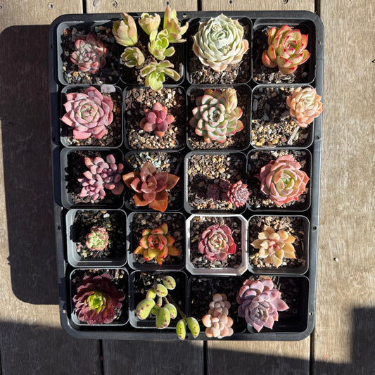 000 Succulent Jumbo Value Pack [J2]