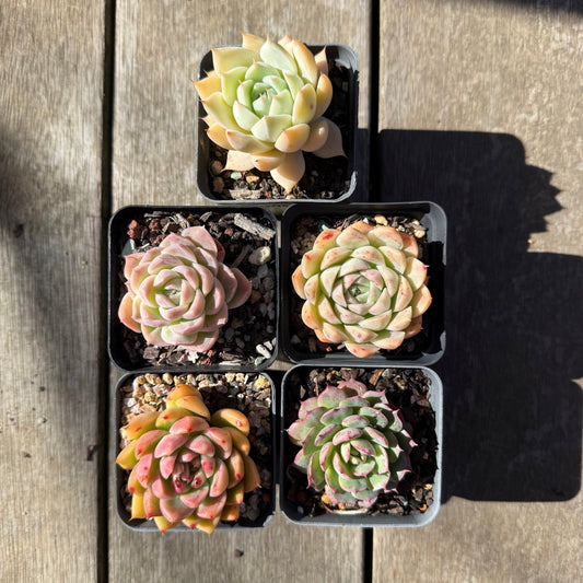 000 Succulent Value Pack [N2]