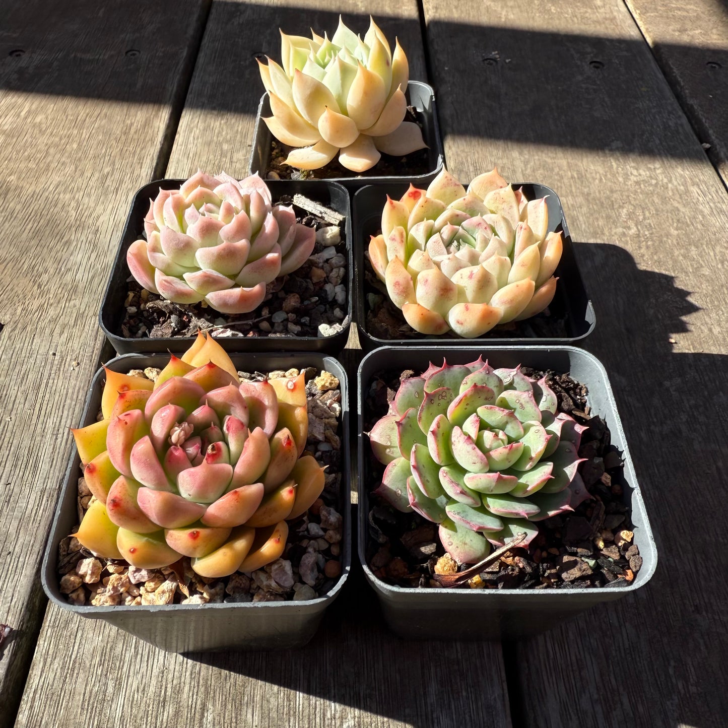 000 Succulent Value Pack [N2]