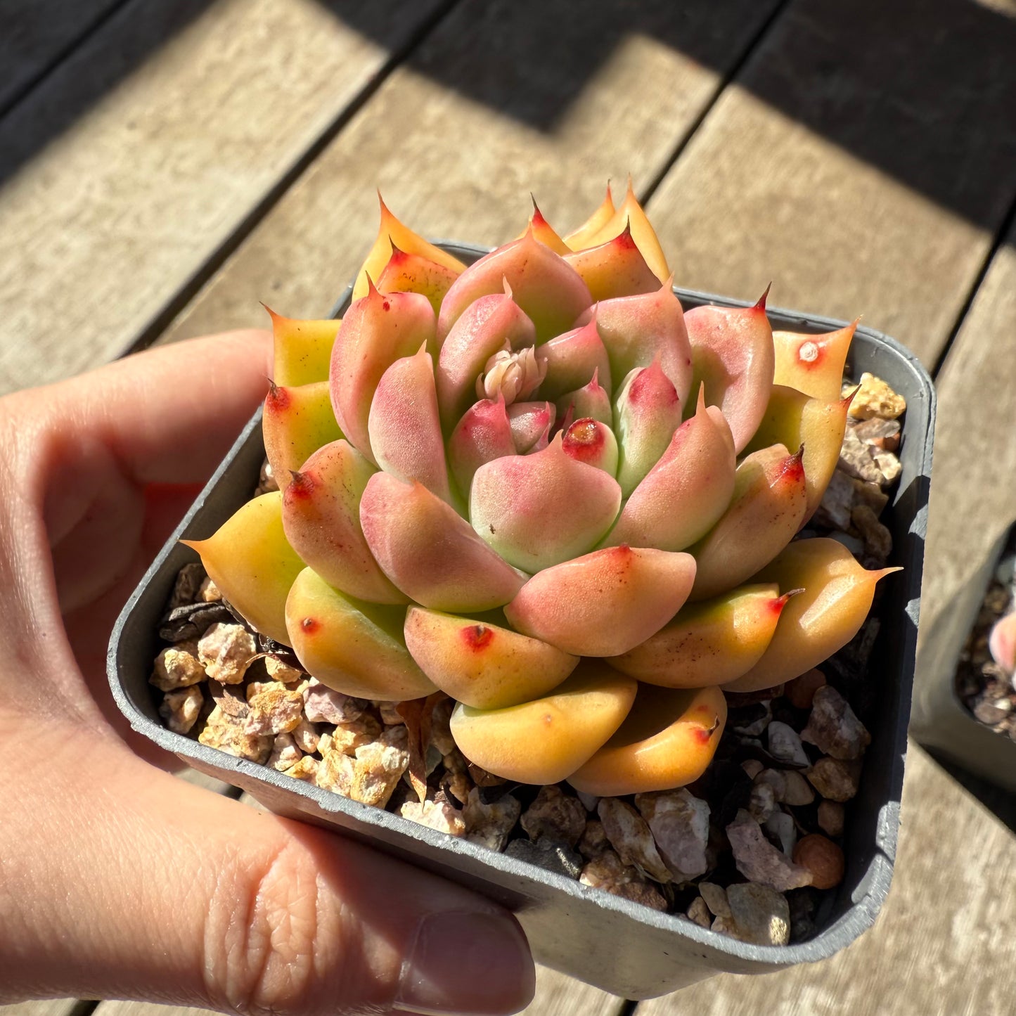 000 Succulent Value Pack [N2]