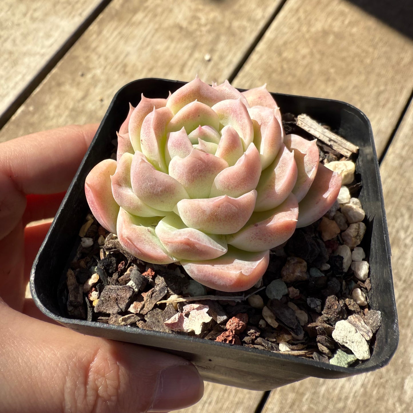 000 Succulent Value Pack [N2]