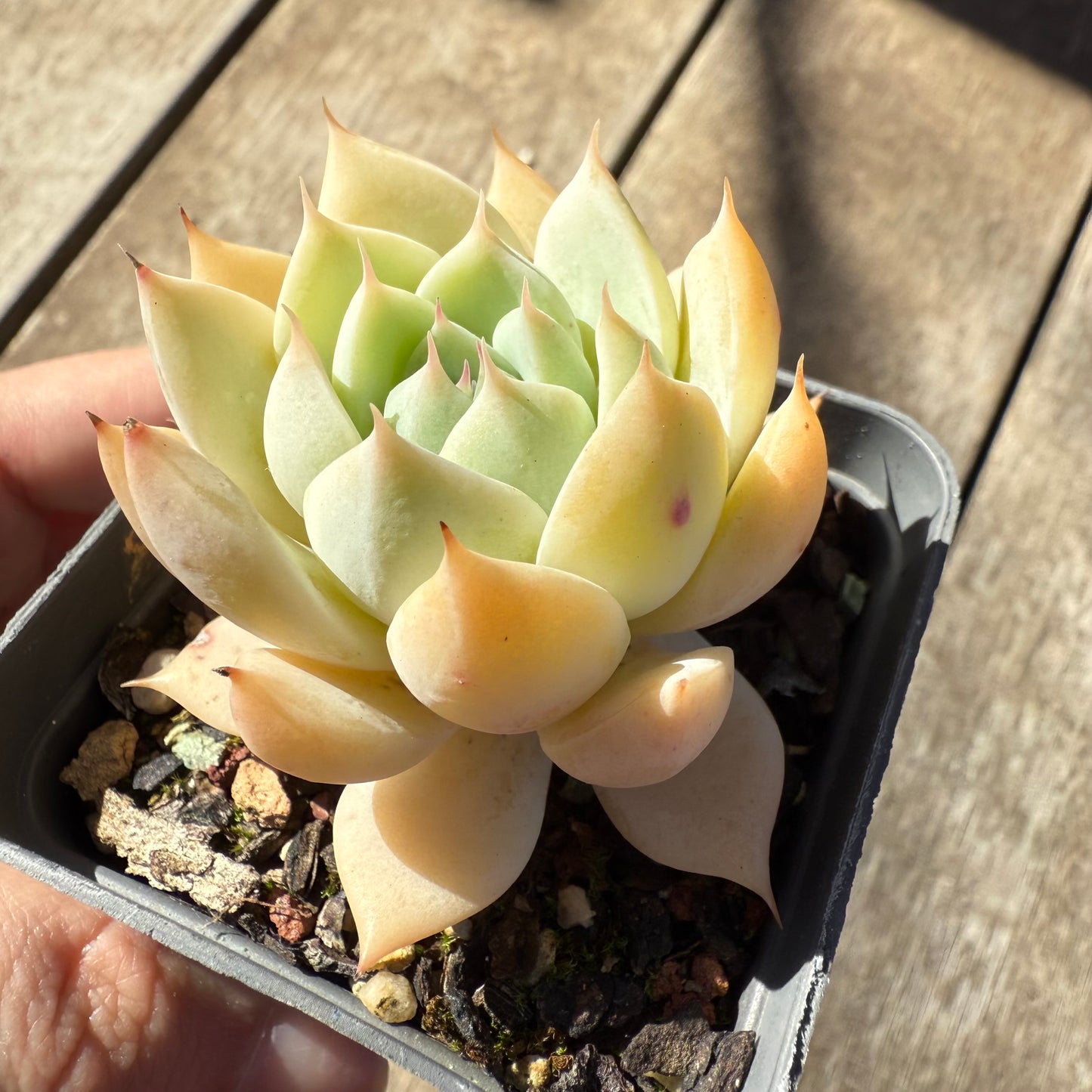 000 Succulent Value Pack [N2]